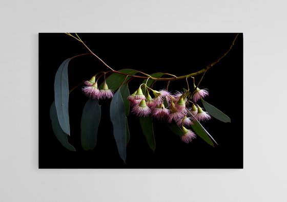 Eucalyptus Rosea