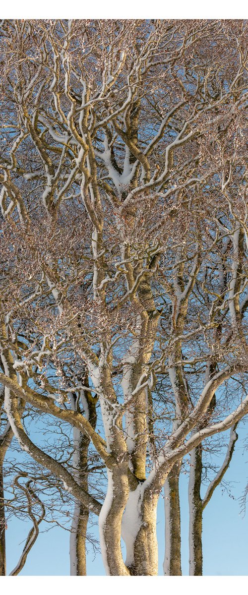 February Trees II by David Baker