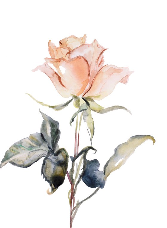 Rose Study No. 58