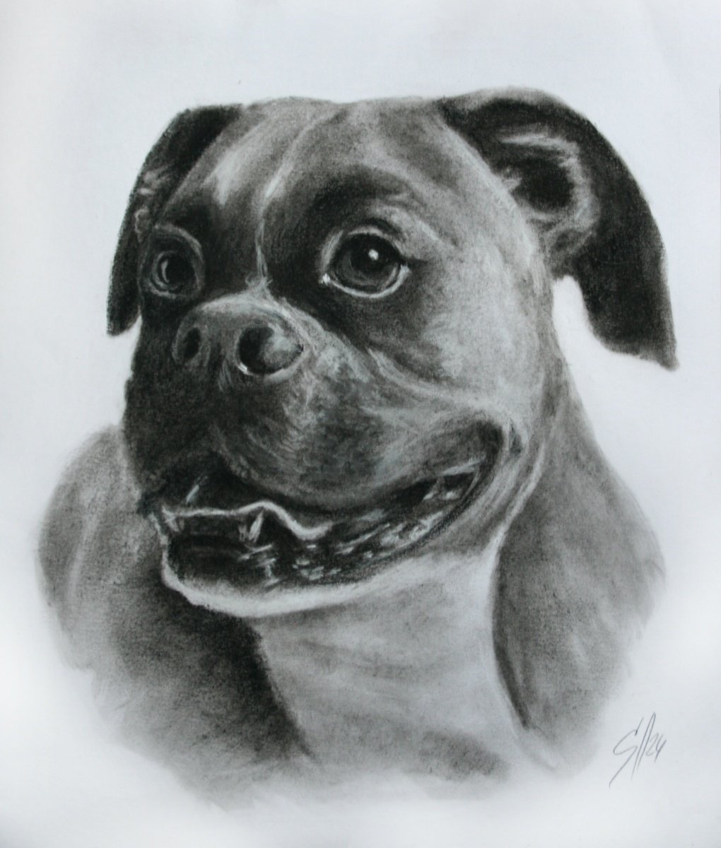 Impressionistic Animal Charcoal Drawing By Salana Art / Svetlana Samovarova, 9 X 10", Dog 5.11, Original Artwork