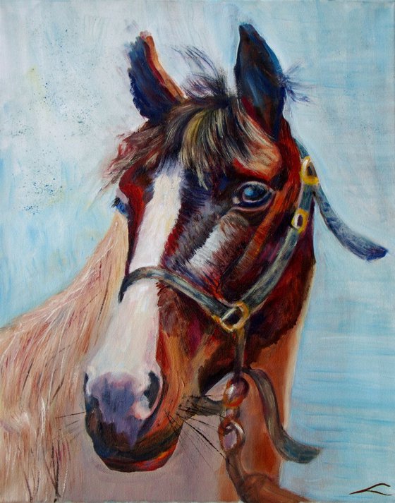 Horse portrait