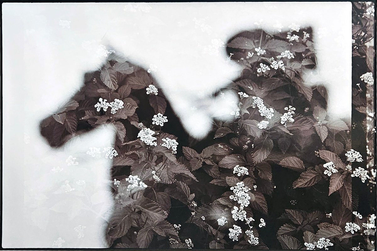 Surrealistic Botanical Photograph By Shelton Walsmith, 25 X 18", Memories Of Mounting, Original Artwork