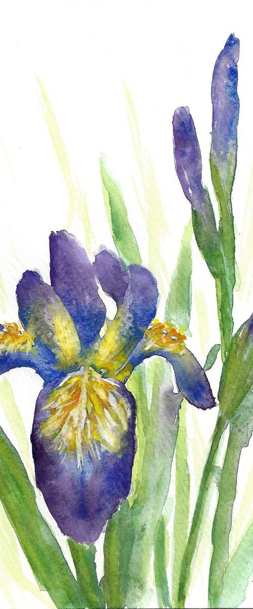 Blue Irises by Jing Tian