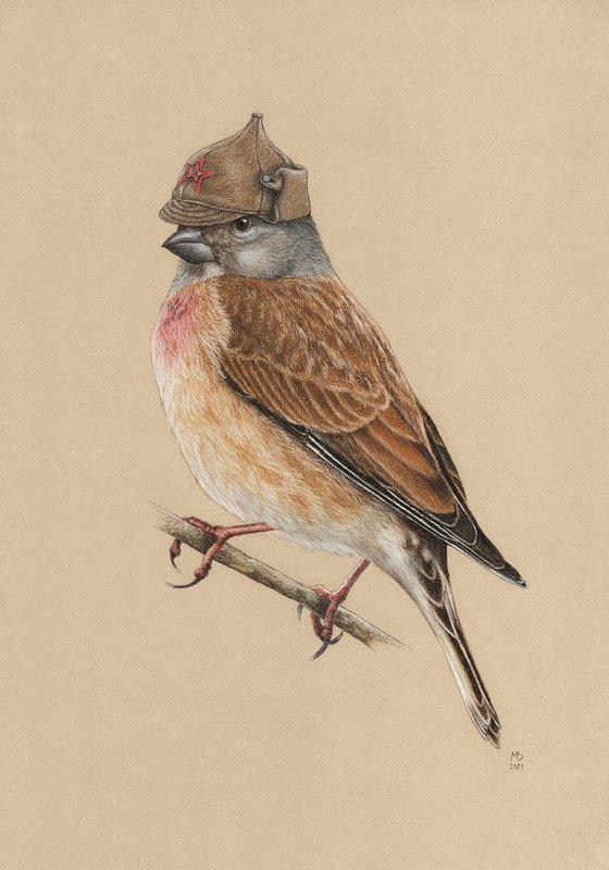 Original pastel drawing bird "Common linnet"