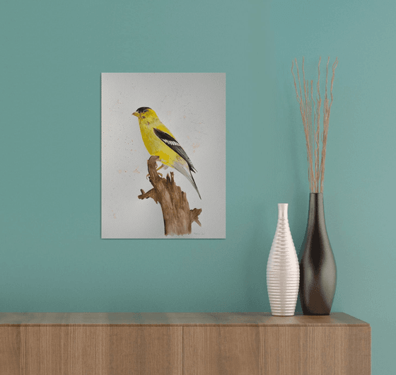 American goldfinch