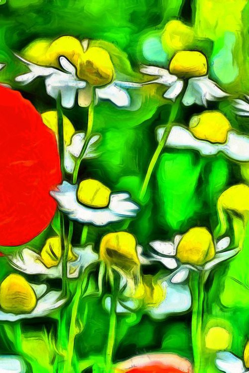 Poppies & Daisies by Alistair Wells