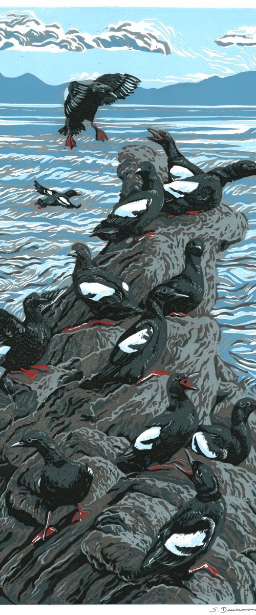 Guillemot Ledge by Sarah Drummond