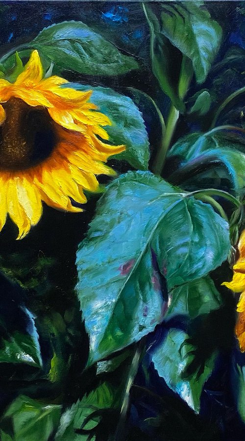 Sunflowers in shadow by Farzaneh Maddahi