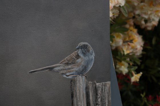 Little Garden Wren