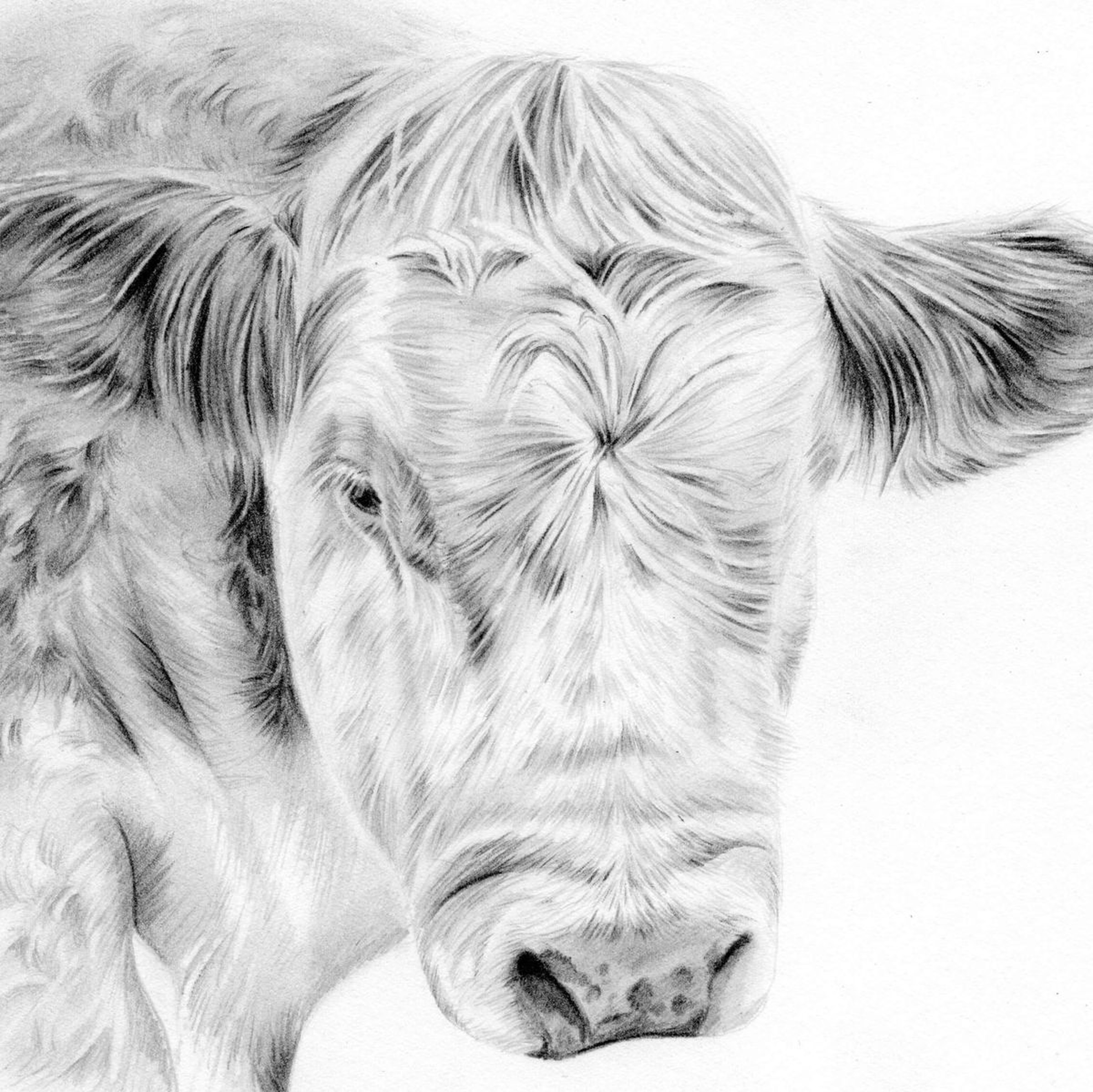Hereford Cow Pencil Drawing By Gemma Duffield Artfinder
