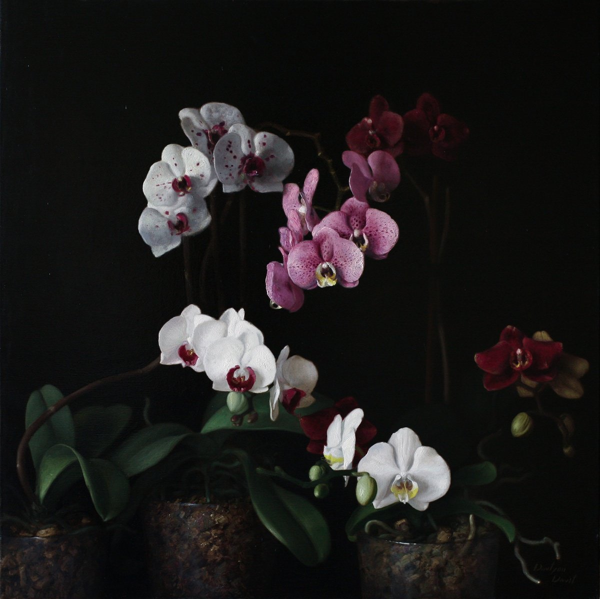 Photorealistic Still Life Oil Painting By Davit Davtyan, 24 X 24, Orchids, Original Artwork