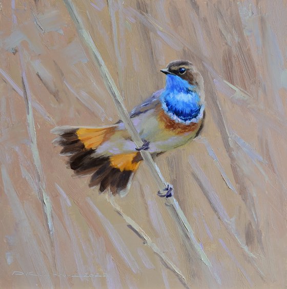 Bluethroat on a reed