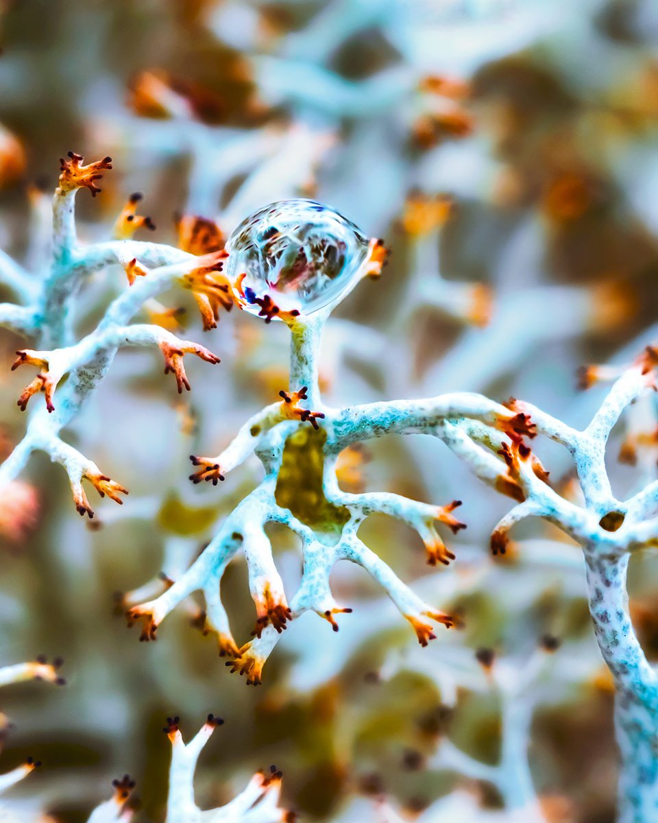 Alien Lichens - art photo of Cladonia Stellaris lichens from the Swedish forest by Inna Etuvgi