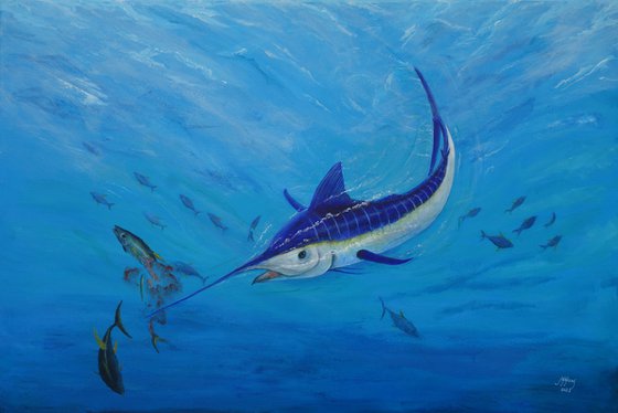 Marlin, Pacific Blue