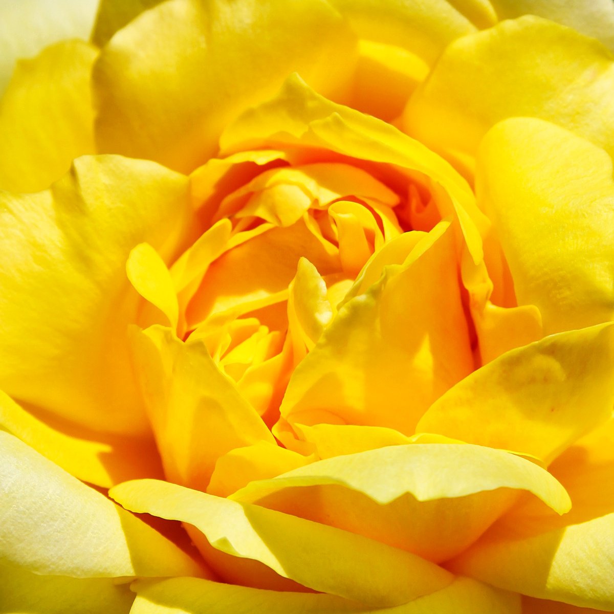 Impressionistic Botanical Photograph By William Dey, 24 X 24", Yellow Tourmaline Rose Palm Springs Ca, Original Artwork