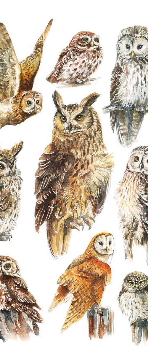 Eurasian Owls, wildlife, birds watercolours by Karolina Kijak