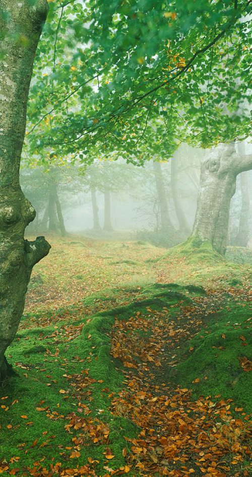 Mystical Forest by Baxter Bradford