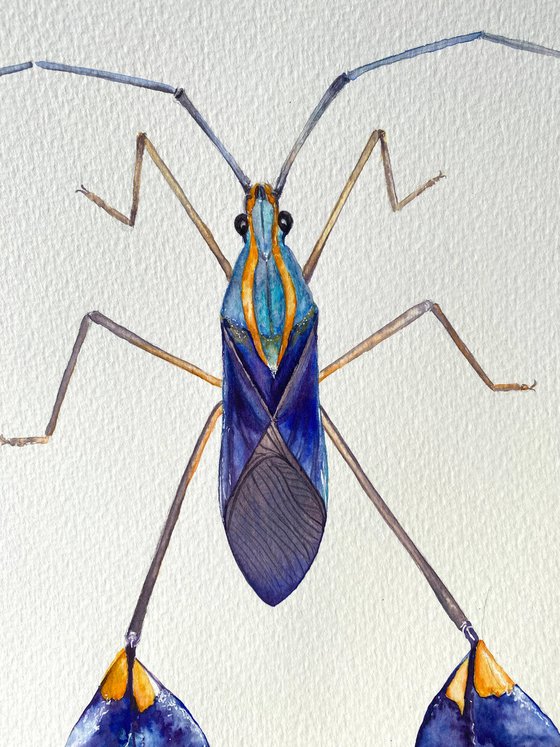 Flag bearer beetle in black blue gold, colourful representative of the insect world