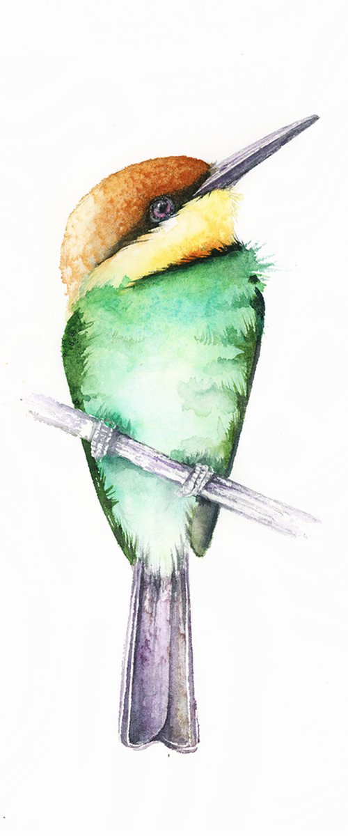 Chestnut-headed bee-eater, wildlife, birds watercolours by Karolina Kijak