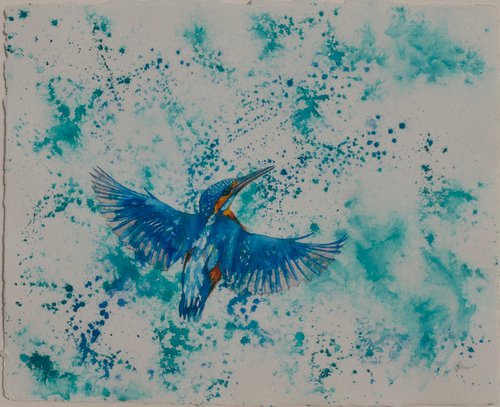 Kingfisher Splash by Hannah  Bruce