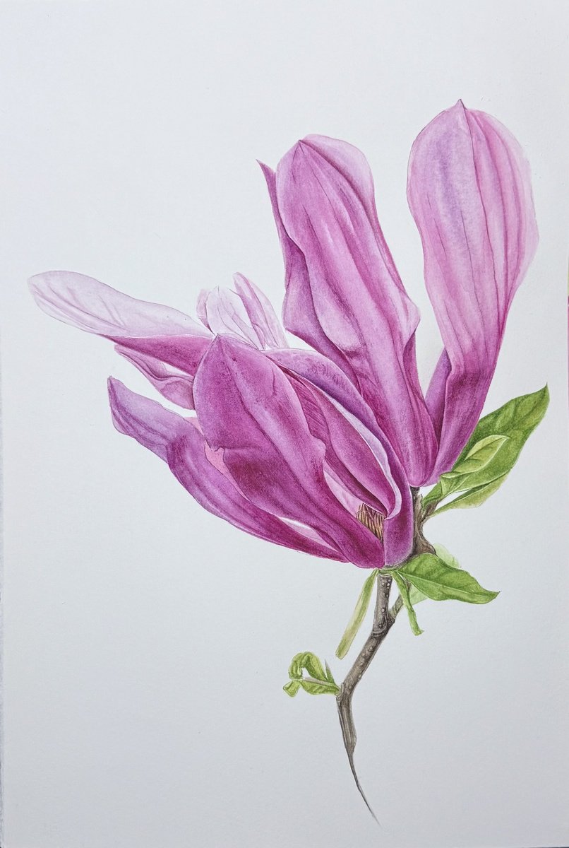 Botanical Watercolour By Julia Gorislavska, 8 X 12", Magnolia, Original Artwork