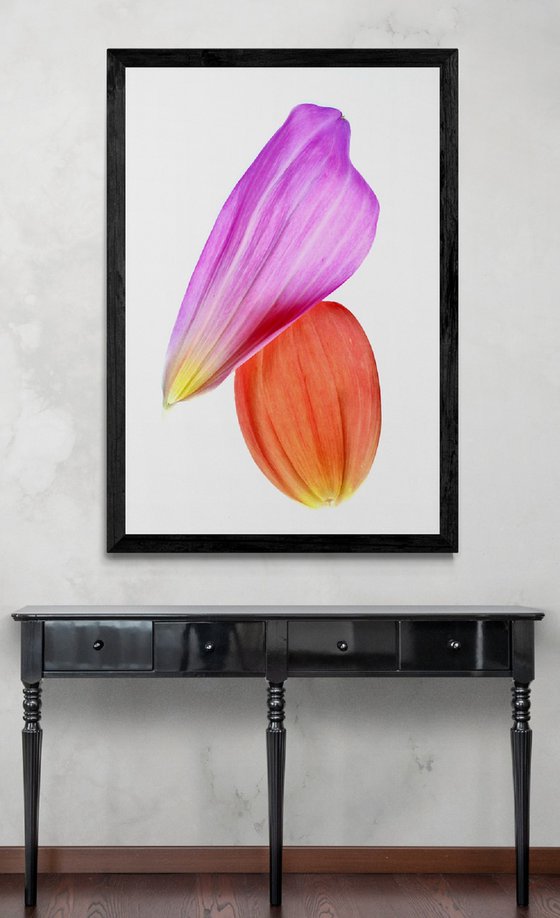 Dahlia Petals