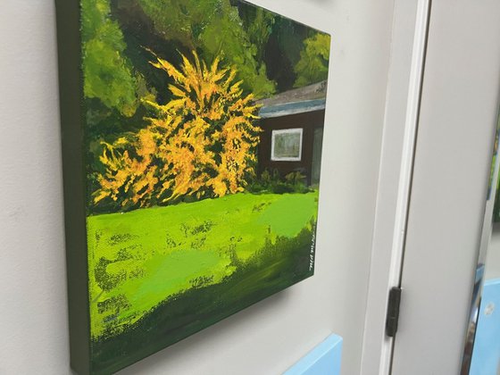 California Flannel Bush