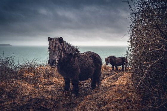 Shetlands ponies on the way to Portloe in Cornwall UK
