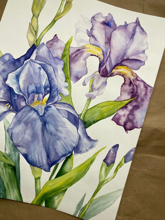 Iris Flowers