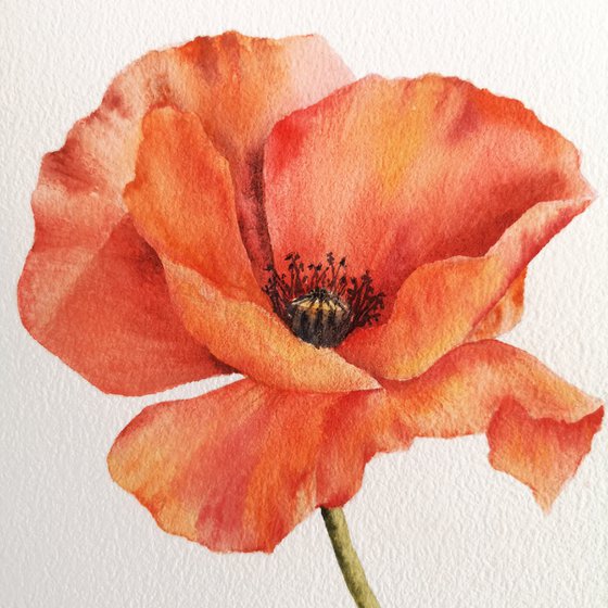Red poppy flower, small watercolor painting Watercolour by Olya Grigo ...