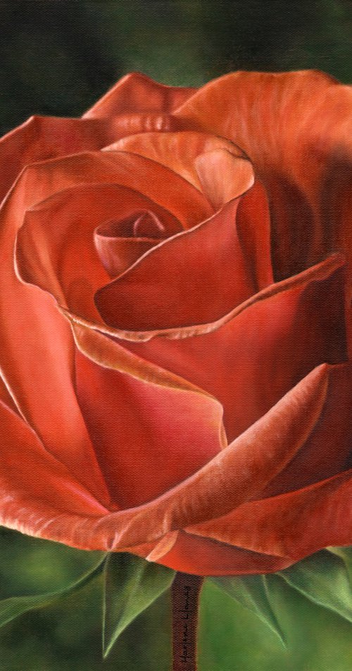 Early Morning Light, rose, flower by Marlene Llanes