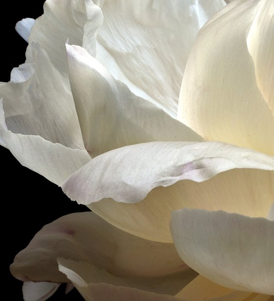 White Peony