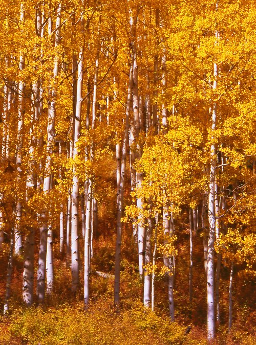 Golden Aspen Panorama by Alex Cassels