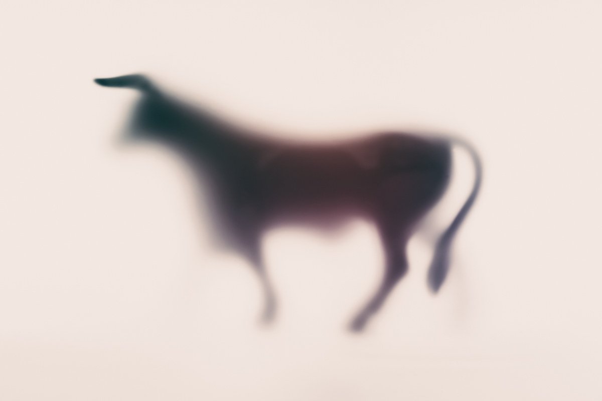 Abstract Animal Photograph By Sven Pfrommer, 47 X 31", Wild Lens - Toro, Original Artwork