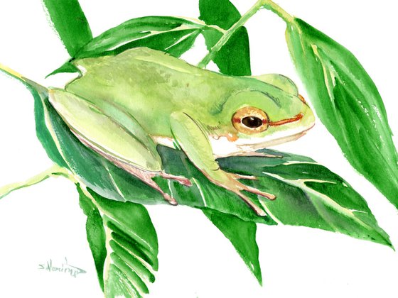 Tree Frog