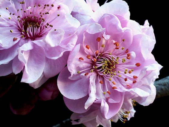 Plum Blossoms