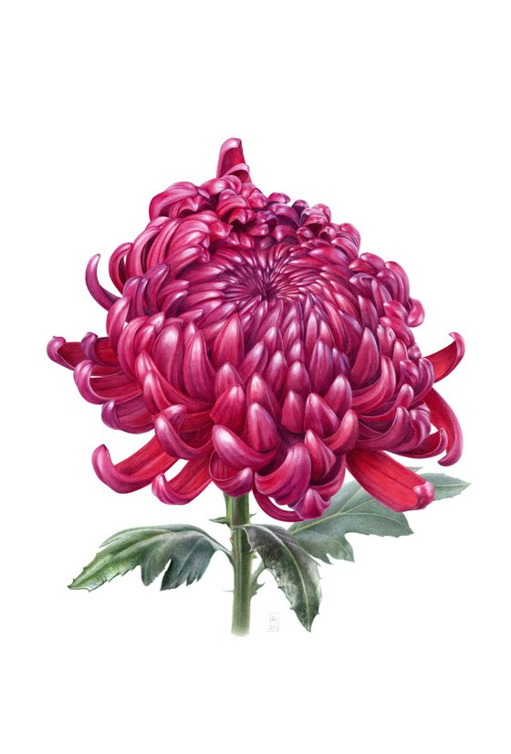 Chrysanthemum