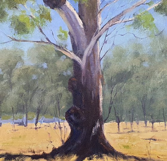 Billabong Gum Tree