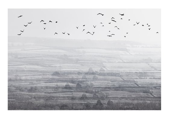 Midwinter #7 Limited Edition #1/25 Fine Art Photograph of Bare Winter Trees and Birds Flying