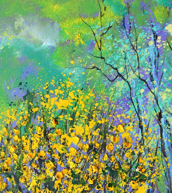 Yellow broom flowers