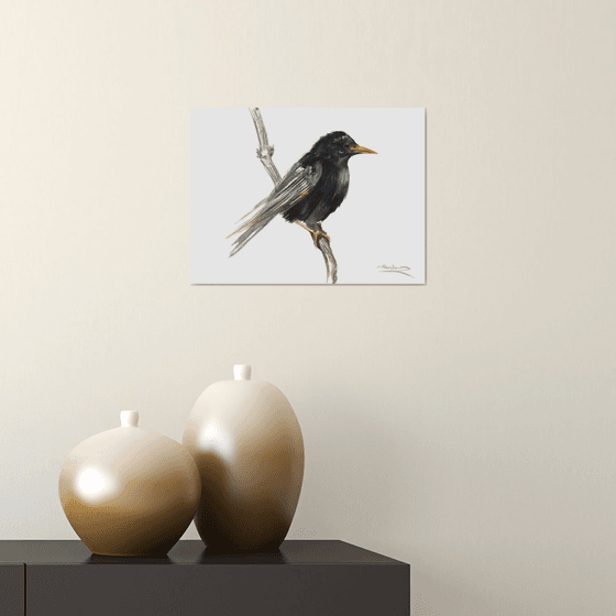 Starling