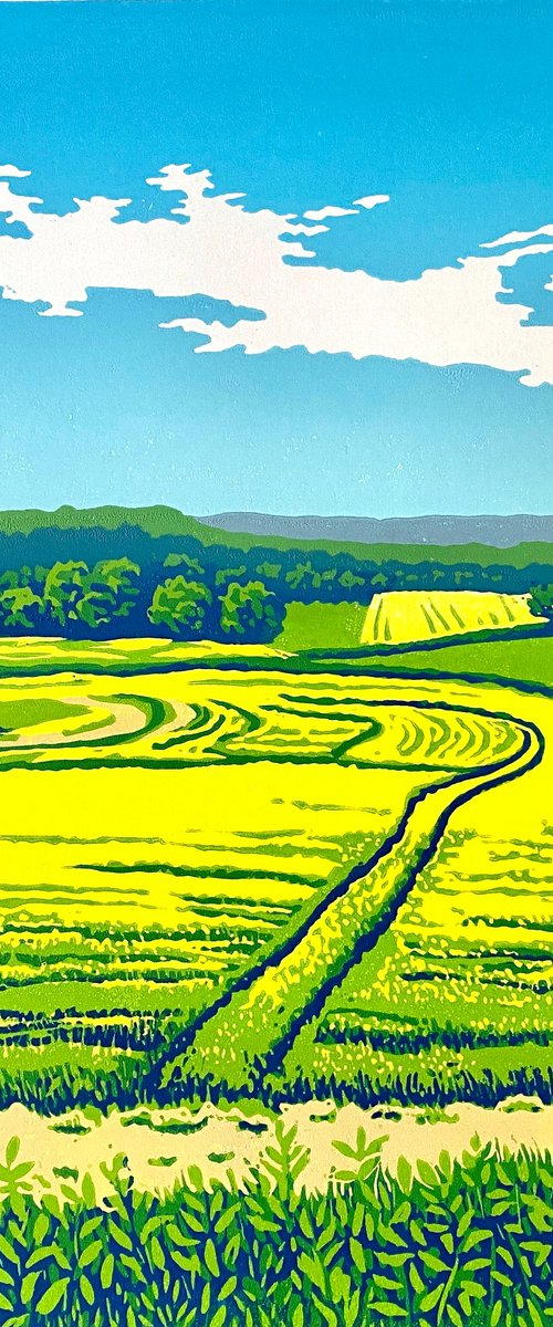 Rapeseed fields by Shirley Watson