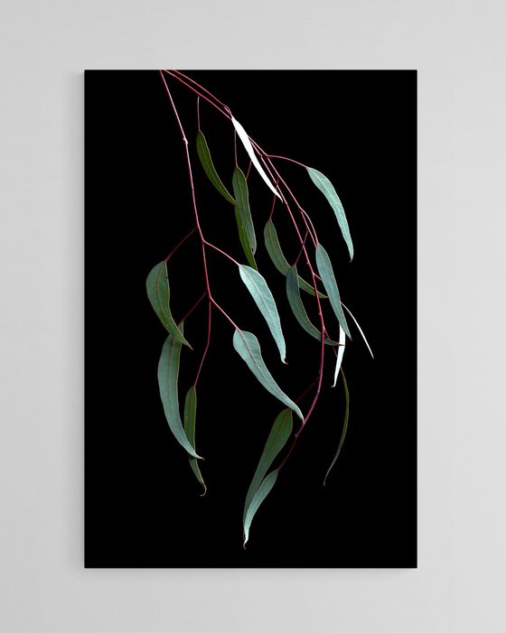 Silver Princess Leaves