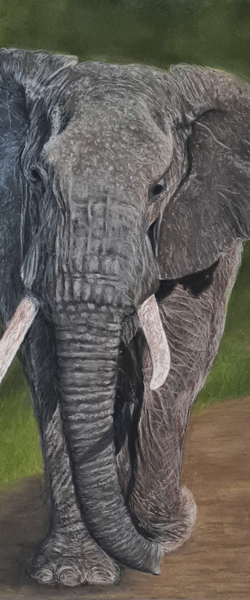 Elephant walking by Denise Martens