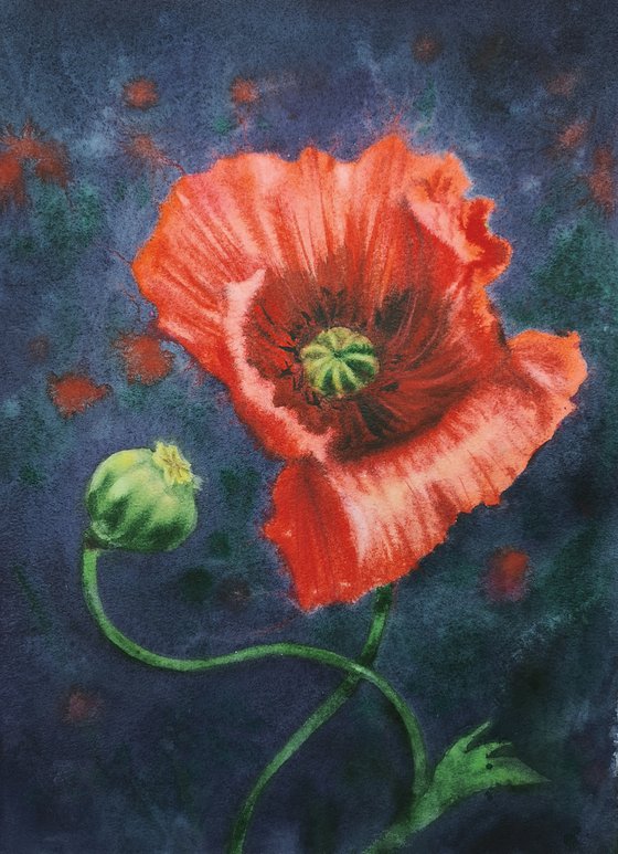 Poppy Red Tango  - Red Poppy - poppy watercolour - poppies - poppie watercolor