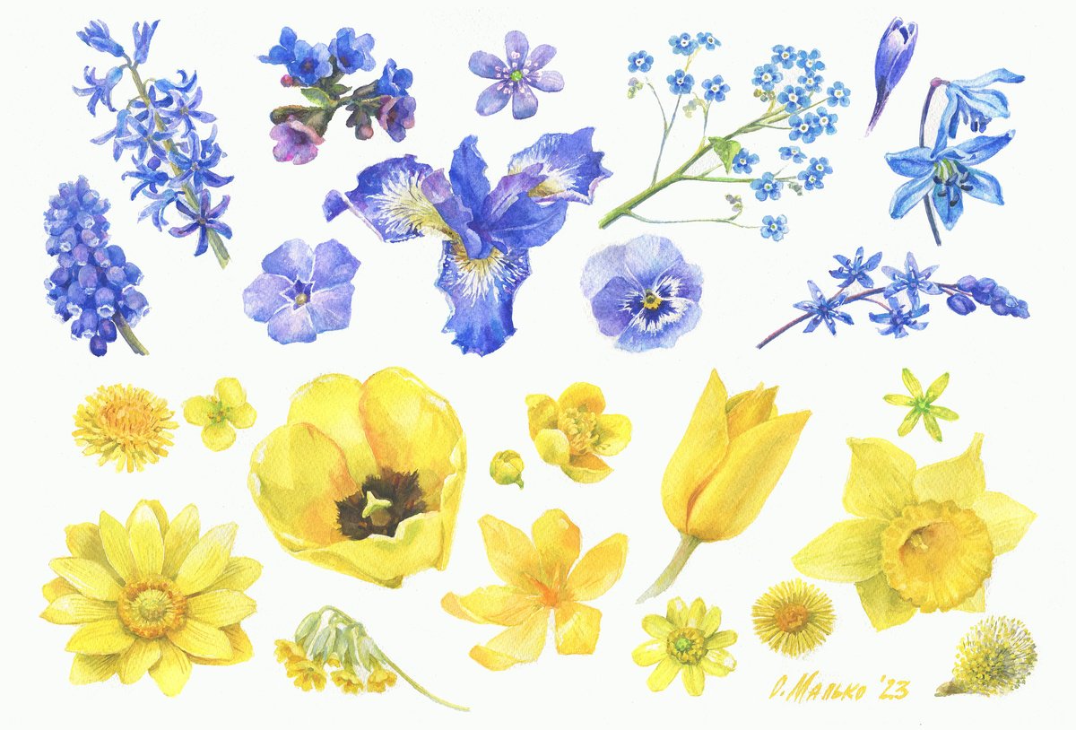 Illustrative Botanical Watercolour By Olha Malko, 22 X 15", Spring Can