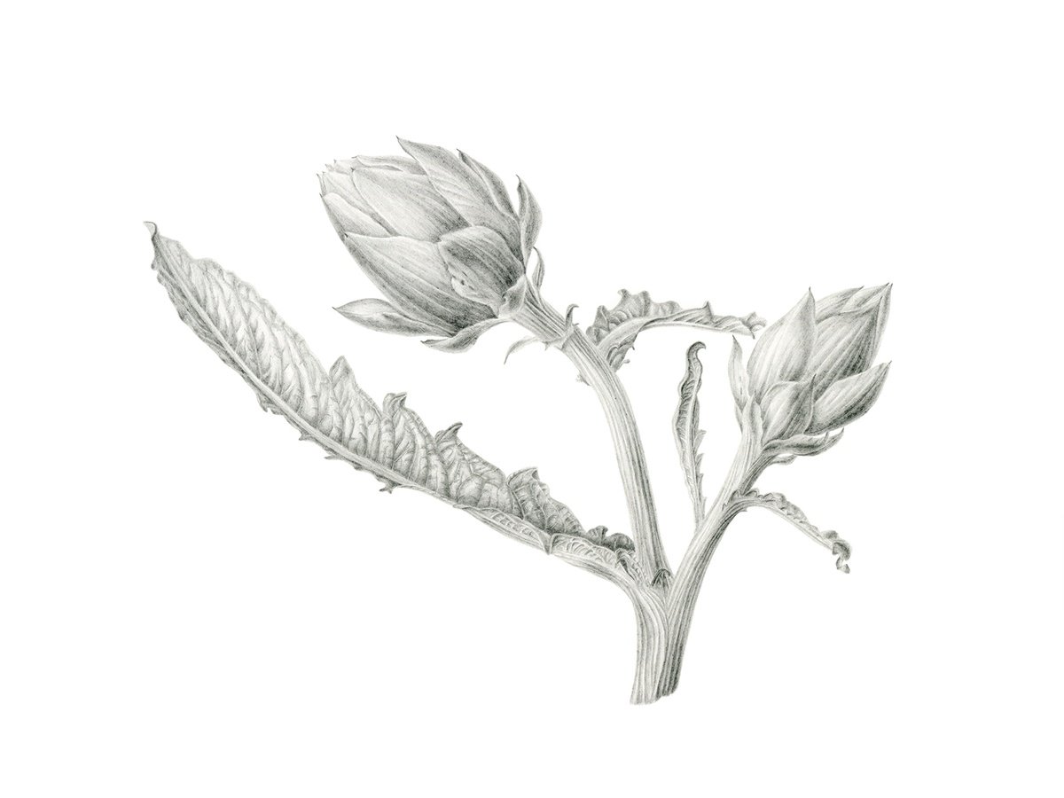 Photorealistic Botanical Pencil Drawing By Maryna Vozniuk, 15 X 11", Artichoke, Original Artwork