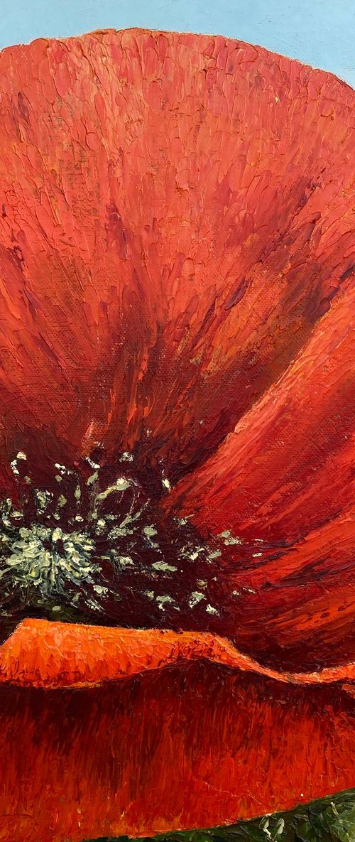 Poppies by David Mather
