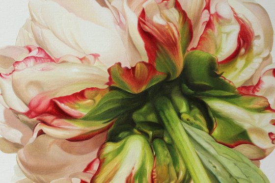 Peony on a white background