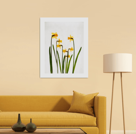 Daffodills 1